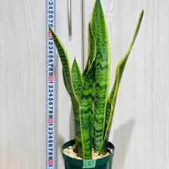 【観葉植物】サンスベリア・トリファスキアタ ローレンティ （4号...