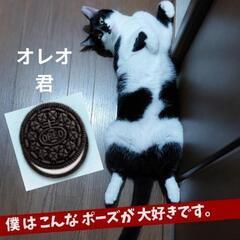  決まりました。オレオ 君  - 里親募集