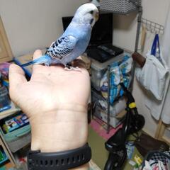 (決めました) 手乗りセキセイインコ青紫 