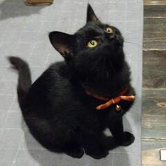 ありがとうございます！里親様決まりました！甘えっ子黒猫点心三兄弟...