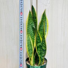 【観葉植物】サンスベリア・トリファスキアタ ローレンティ （4号...