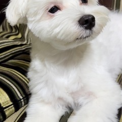 犬友達募集してます！ - 町田市