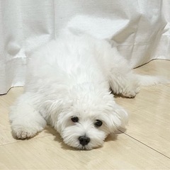 犬友達募集してます！