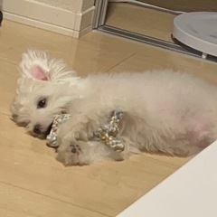 犬友達募集してます！ - メンバー募集