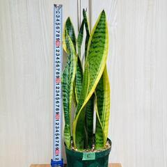 【観葉植物】サンスベリア・トリファスキアタ ローレンティ （4号...