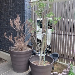 鉢植え プランター