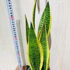 【観葉植物】サンスベリア・トリファスキアタ ローレンティ （4号深型スリット鉢）の画像