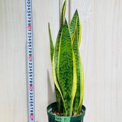 【観葉植物】サンスベリア・トリファスキアタ ローレンティ （4号...