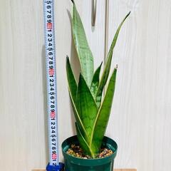 【観葉植物】サンスベリア・トリファスキアタ ローレンティ （4号...