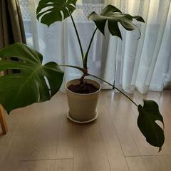 🪴観葉植物🪴お好きな鉢選べます☺️