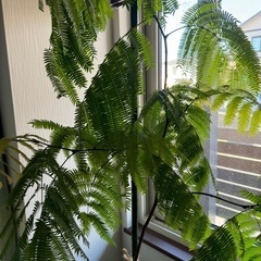 観葉植物の画像