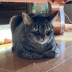 成猫(メス)10歳  里親さま募集