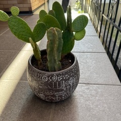 サボテン、オシャレ鉢、皿付き