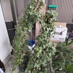 植木　観葉植物　その2