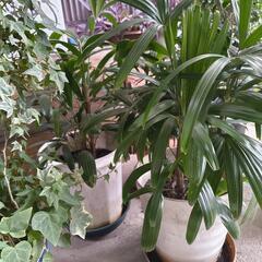 植木　観葉植物　その2の画像