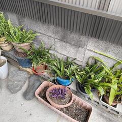 植木　観葉植物　その2の画像