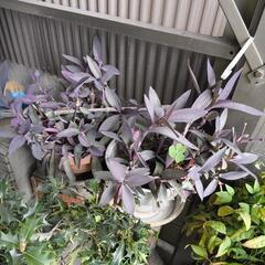 植木　観葉植物　その2の画像