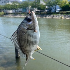 釣り友達募集！