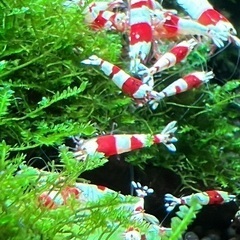 お家で、カワイイ　えびちゃん（レッドビーシュリンプ）を飼ってみませんか？の画像