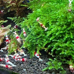 お家で、カワイイ　えびちゃん（レッドビーシュリンプ）を飼ってみませんか？の画像