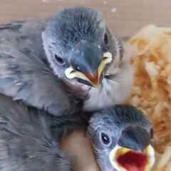 文鳥　10月２９日入荷