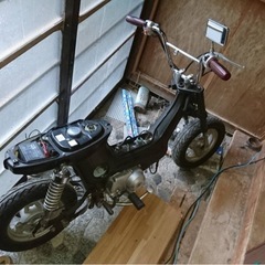 シャリー(ベース)決まりました