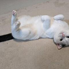 【見つかりました！】迷子になった猫を探しています