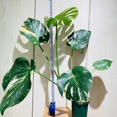 モンステラ デリシオーサ　斑入りマルチカラー モンステラ デリシオーサ 斑入りマルチカラー 斑入りモンステラ