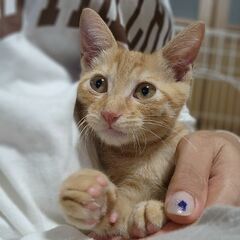 ワクチン済み 好奇心旺盛♡茶トラ