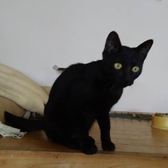 人懐っこい幸運を運ぶ虎柄黒ねこちゃん【ブラックキャット】