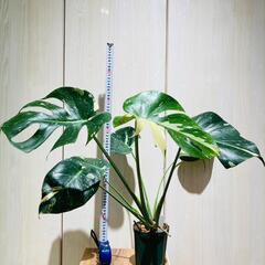 【観葉植物】斑入りモンステラ（鉢付き）：デリシオーサ・タイコンステレーション