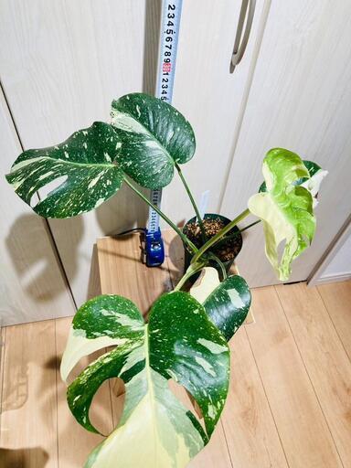 観葉植物】斑入りモンステラ（鉢付き）：デリシオーサ・タイコンステ