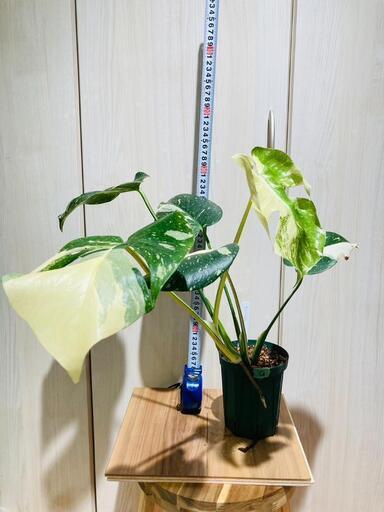 観葉植物】斑入りモンステラ（鉢付き）：デリシオーサ・タイコンステ