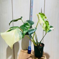 観葉植物】斑入りモンステラ（鉢付き）：デリシオーサ・タイコンステ