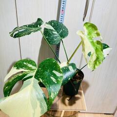 観葉植物】斑入りモンステラ（鉢付き）：デリシオーサ・タイコンステ