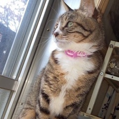 メス避妊済み健康な8才