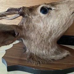 剥離　鹿の画像