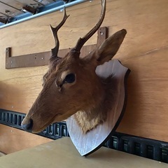 剥離　鹿の画像