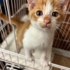 (トライアル決定✨)茶白の子猫　さとしくん🐈
