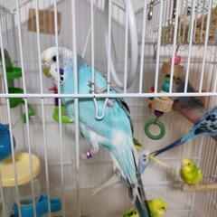 (お話中) セキセイインコ 水色 黄色 2羽 雌