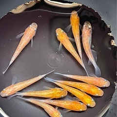 受付中🔴若魚6匹 紅白ラメ めだか 去年秋生まれのめだか 