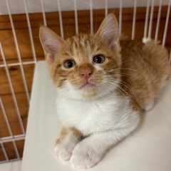 (トライアル決定✨)茶白の子猫　さむくん🐈