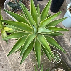 ベネズエラ錦の画像