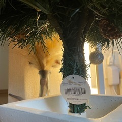 Francfranc　クリスマスツリーの画像