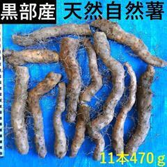 黒部産・超粘り！赤土粘土の天然自然薯 11本470g 
