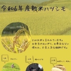 新米🌾　
令和6年産　銘柄　ハツシモ