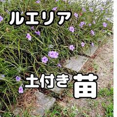 ルエリア 苗 土付き パープル 冬越しOK