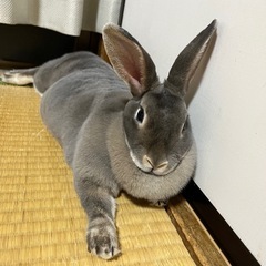 ミニレッキス　うさぎ☆メス　名前ベル