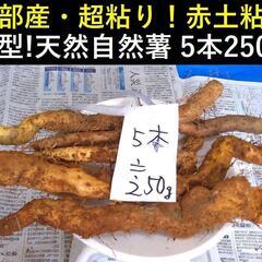 　黒部産・超粘り！赤土粘土の典型的天然自然薯 5本250g 