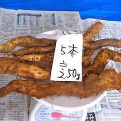 　黒部産・超粘り！赤土粘土の典型的天然自然薯 5本250g の画像
